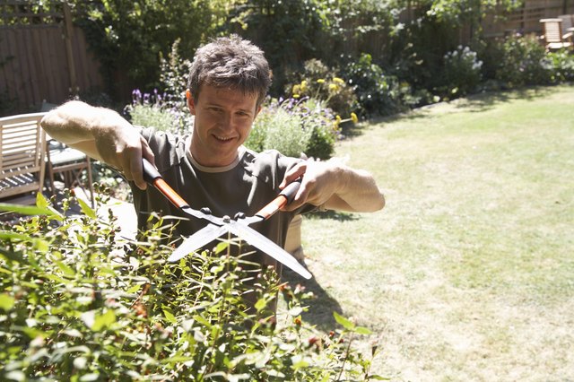 Man cutting bush with garden shears, elevated view