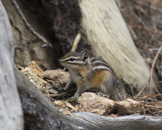 Chipmunk-stock image