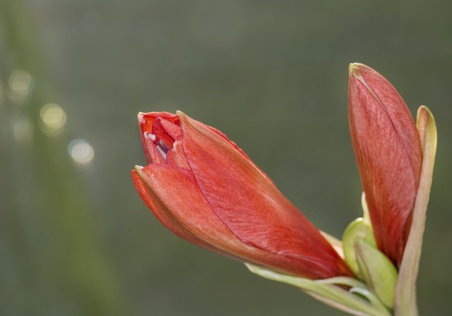 Rote Amaryllisbluete