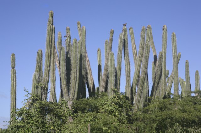 Columnar Cactus in Aruba