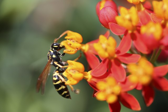Wasp and Milkweed
