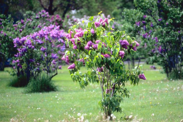 how-to-care-for-a-loropetalum-shrub-hunker