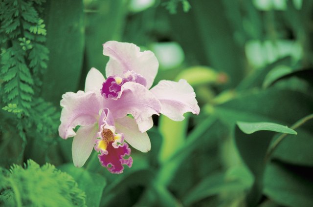 Close-up of a Two-Tone Orchid, Garden of the Sleeping Giant, Viti Levu Island, Nadi, Fiji