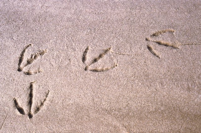 footprints of a bird