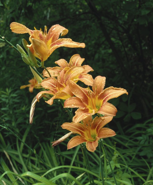 Day-lily in bloom