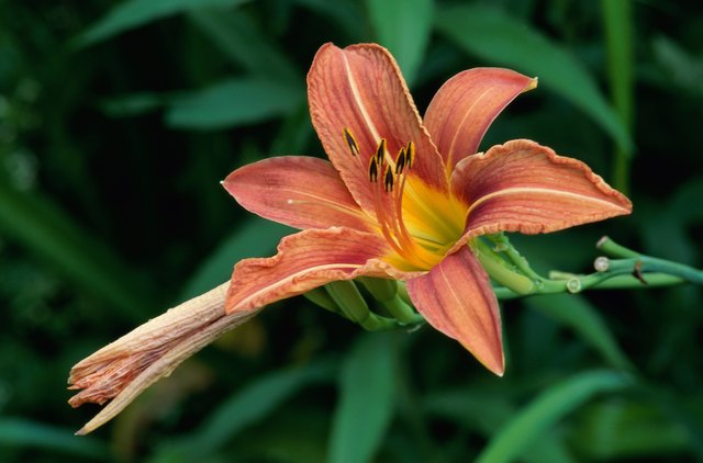 lily-pads-a-beautiful-and-popular-pond-plant-backyard-blessings