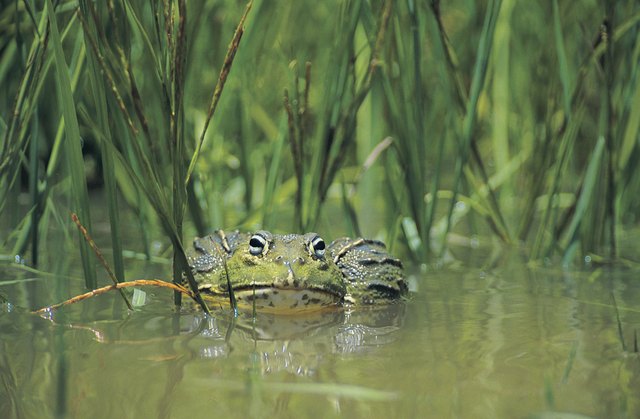 Bull Frog (Pyxicephalus adspersus), Nylsvley, South Africa