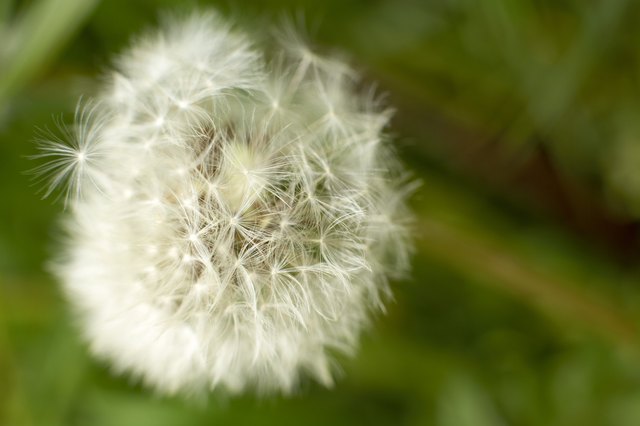 Dandelion clock