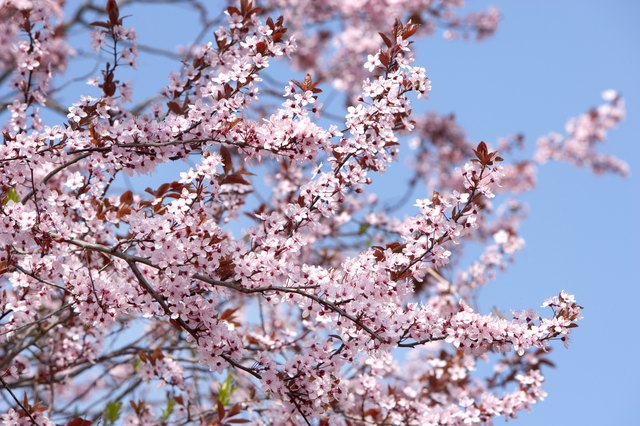 Cherry blossoms