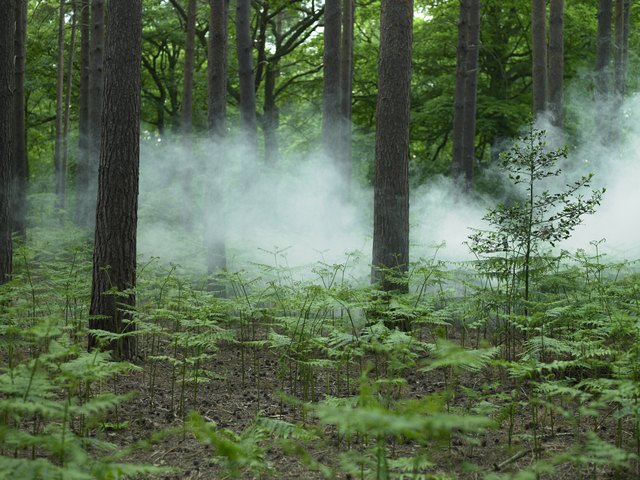 Smoke in forest