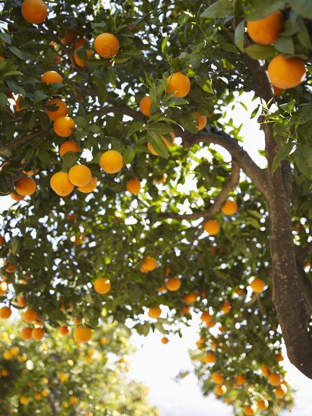 Oranges on tree in orchard