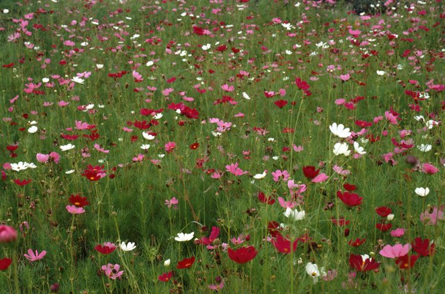 How to Germinate Poppy Seeds Indoors | Hunker