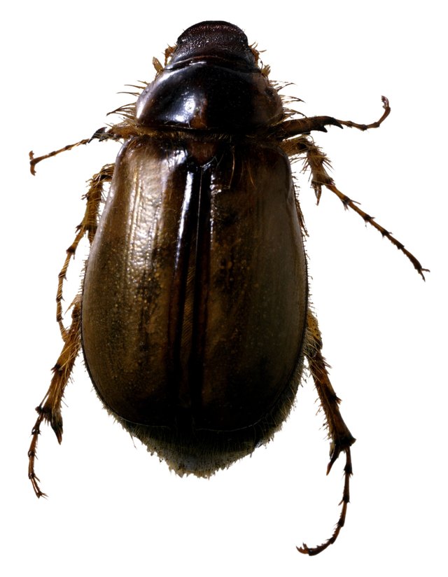 How to Kill Night Beetles | Hunker