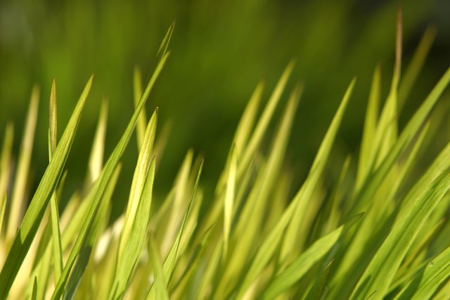 Blades of grass