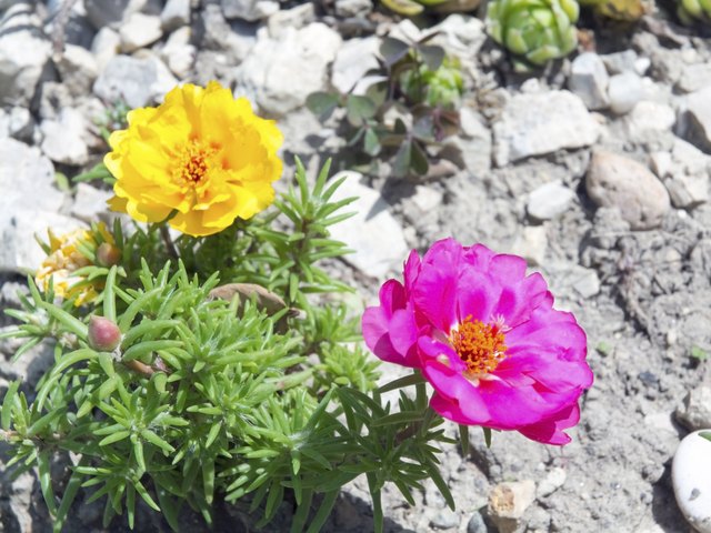 How To Harvest Portulaca Seeds Hunker