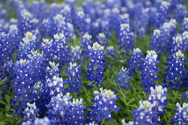 Bluebonnets