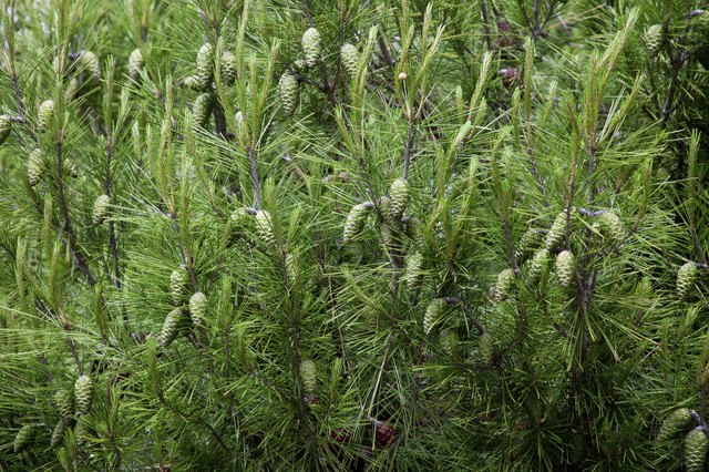 pine cones and branches