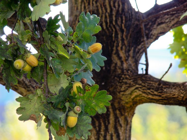 Eicheln am Baum