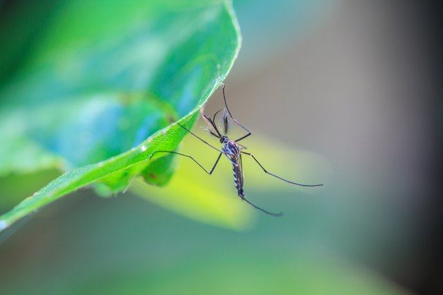 Mosquito on green leaf
