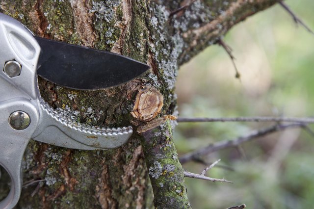 Pruning tree