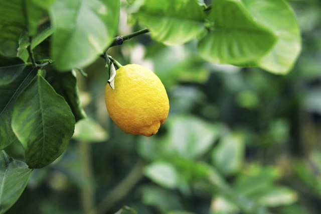 lemon tree