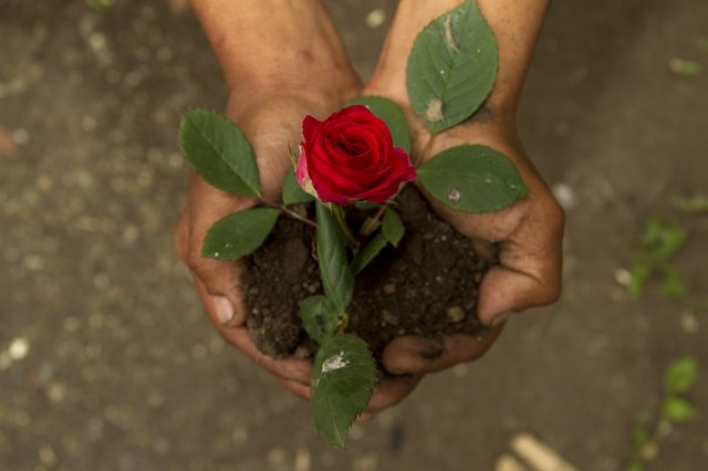 Single Red Rose on Hands