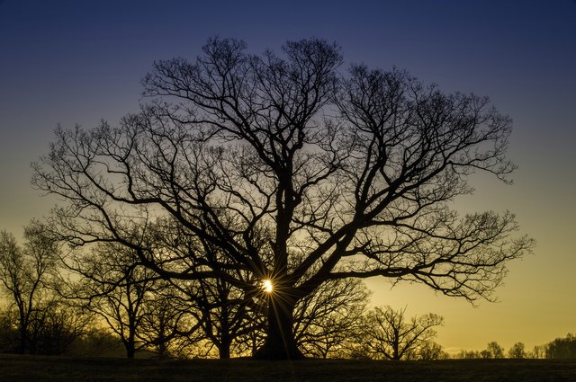 Morning Oak