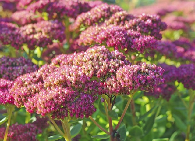 How to Grow Sedum as a Ground Cover Plant | Hunker