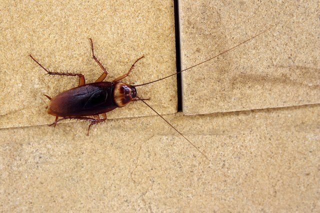 cockroaches