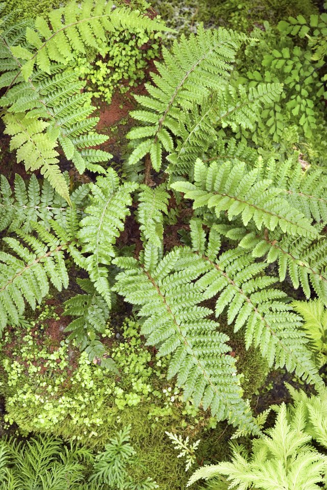 Are Boston Ferns Poisonous to Pets? Hunker