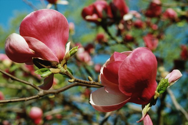 reasons-your-magnolia-tree-is-turning-brown-and-dying-49-off