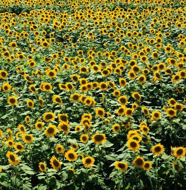 Field of sunflowers (Helianthus sp.)