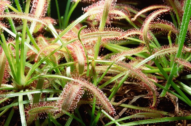 plant snake sundew facts octopus problems leaves plants common interesting sfgate homeguides repotting repot
