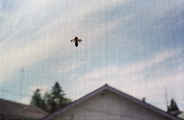 Fly on screen