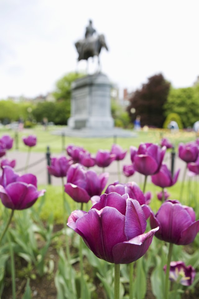 Tulips in Boston Public Gardens, Massachusetts