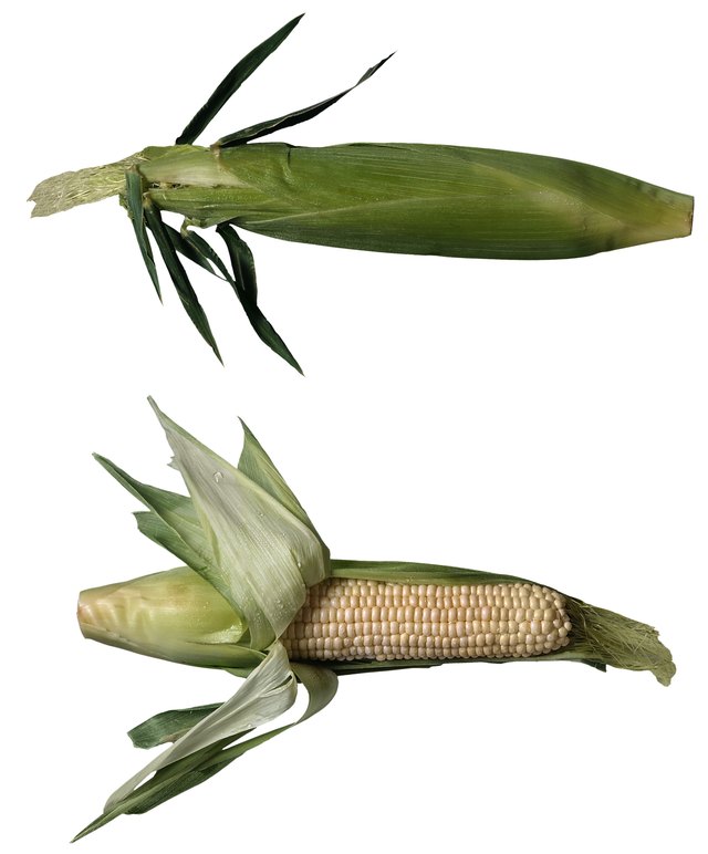 Ears of corn