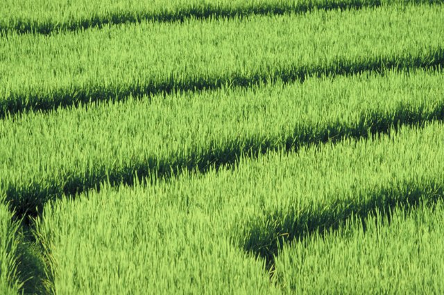 Rice farm