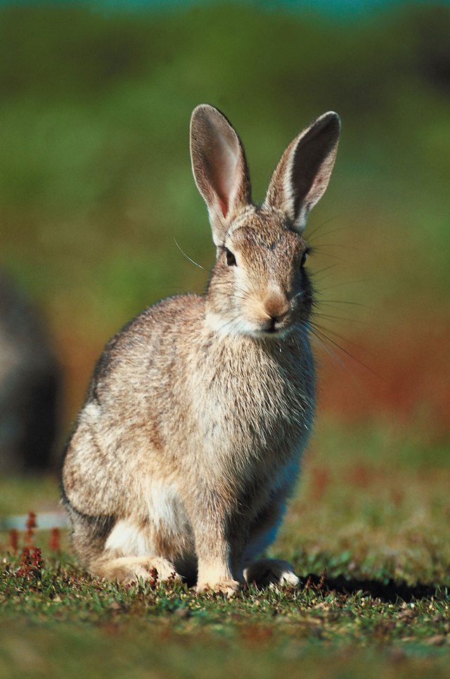 living nature rabbit