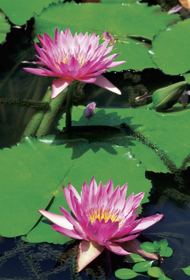 Close-up of two pink Water Lilies (Nymphaea), Waimea Falls Park, Oahu, Hawaii, USA