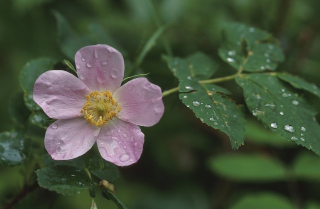 Close up of a wild rose