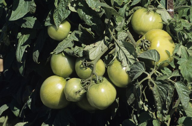 Green tomatoes on vine, Florida, USA
