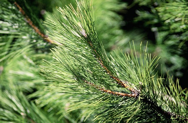 Tree branch