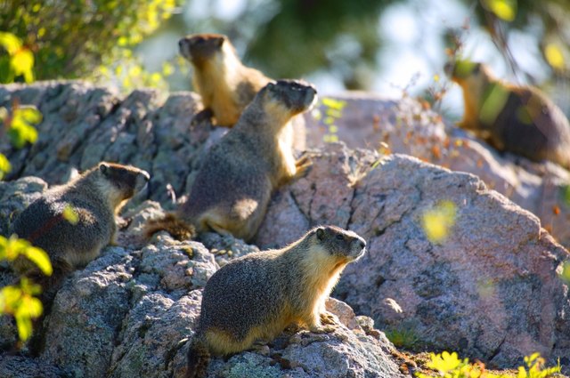 Group of gophers