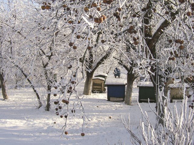 frozen garden