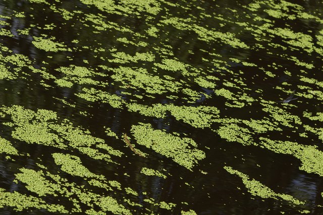 Floating duckweed
