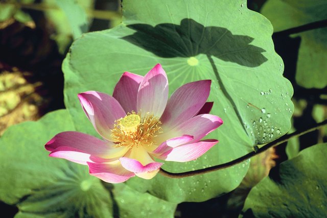 what-does-the-lotus-flower-smell-like-hunker