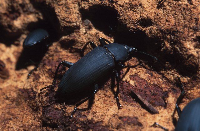 Beetles