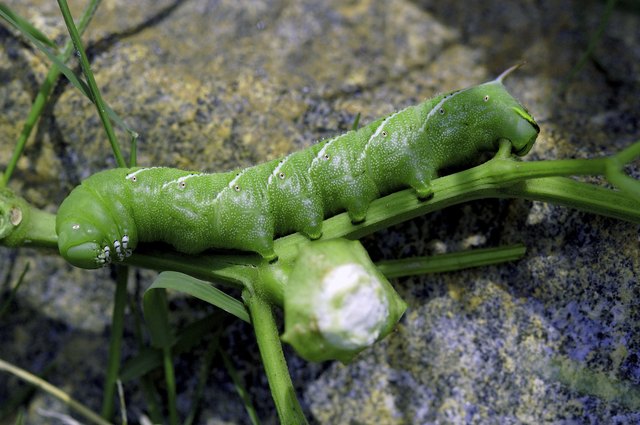 what-kind-of-insect-eats-grass-hunker