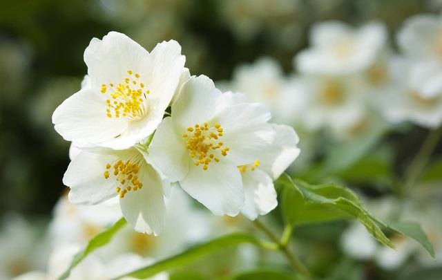 white jasmine flowers close up
