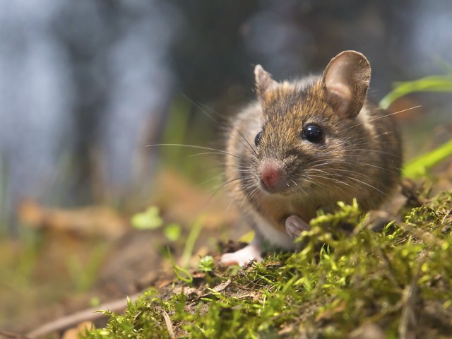 mouse in natural habitat